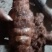 野生白肉土茯苓