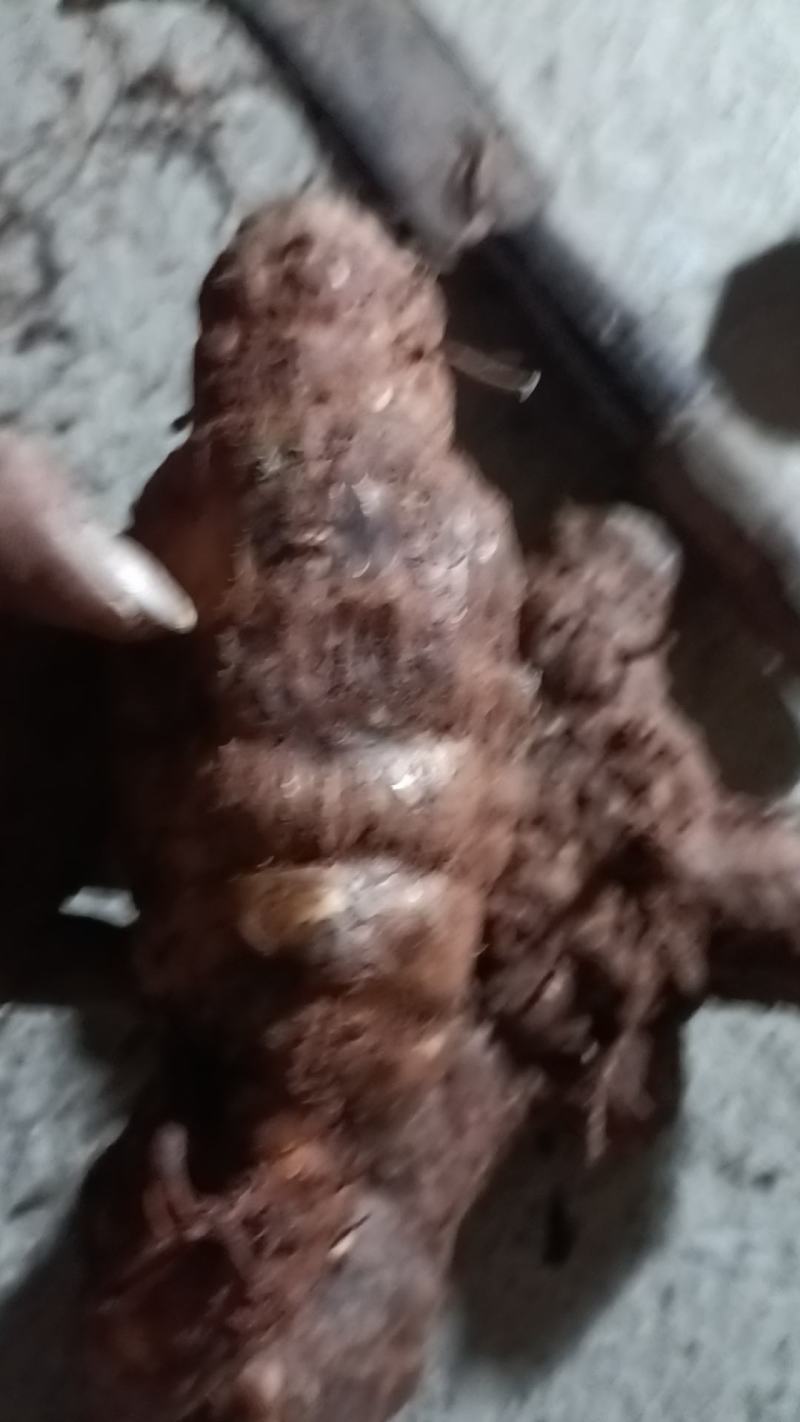 野生白肉土茯苓