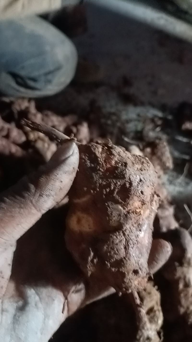 野生白肉土茯苓