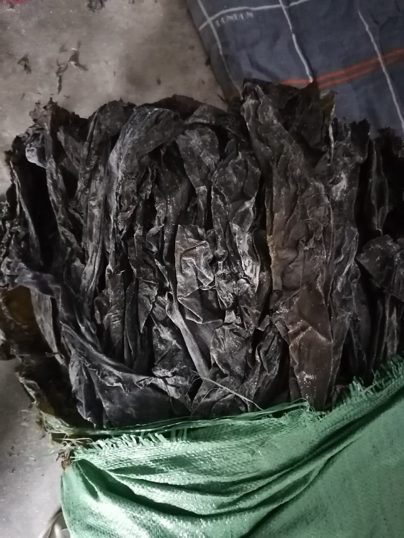 快递包邮山东干海带晒干整根海带干货20斤散装商用摆摊