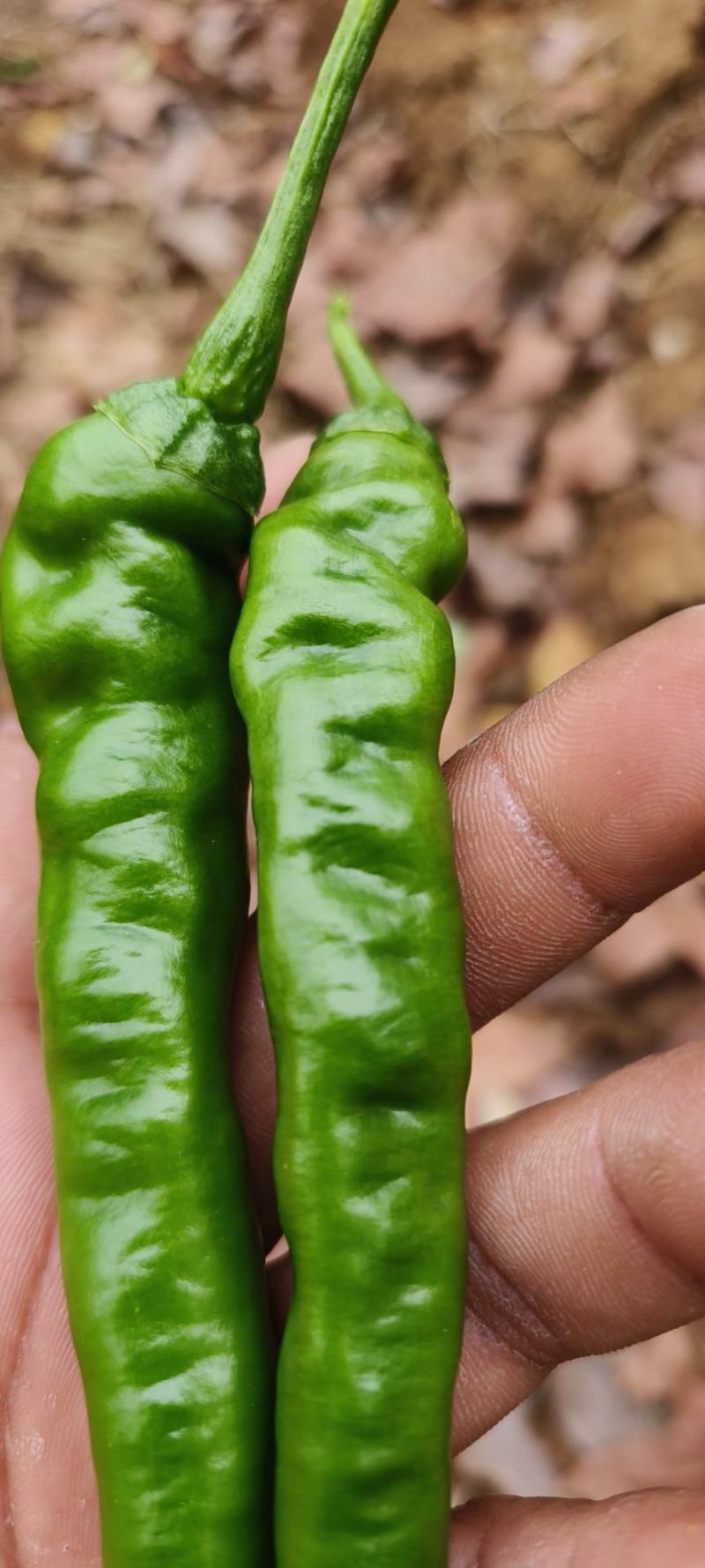 湖南湘西旺丰螺丝椒，基地大量直供，日产过万斤，走车价1元