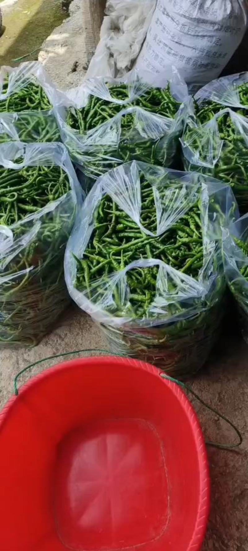 湖南湘西旺丰螺丝椒，基地大量直供，日产过万斤，走车价1元