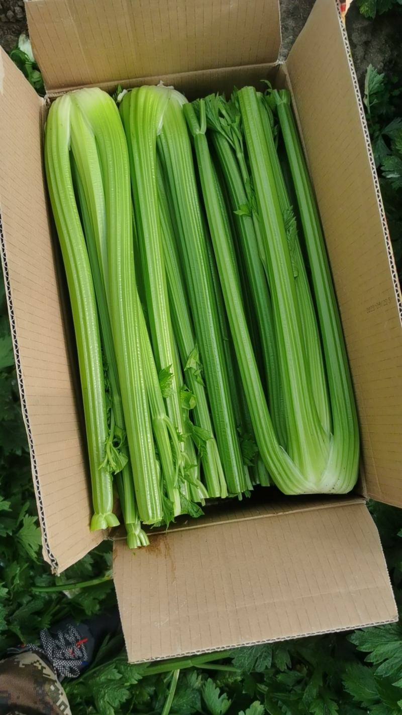 沈阳精品西芹基地直供全国，实力代办不断货。工人精细