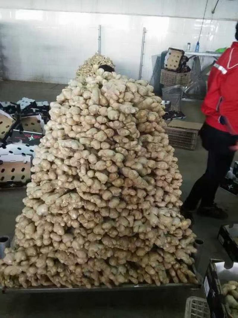 老姜风干大姜/山东风干姜自然晾晒出口生姜姜厂直发