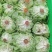 奶油生菜