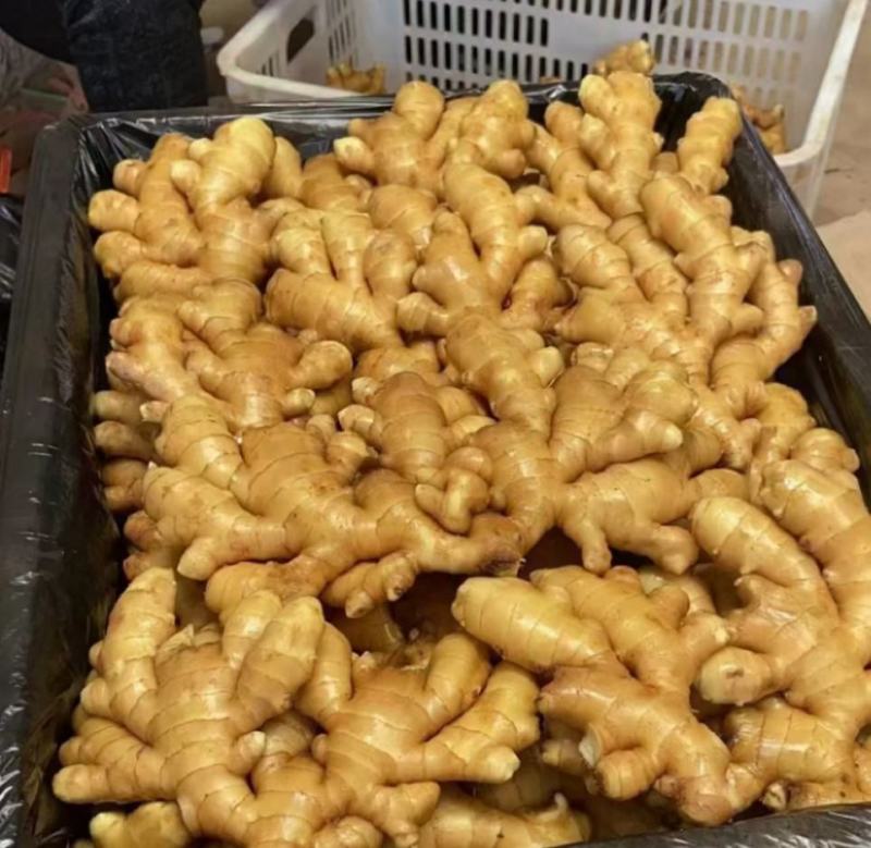 大黄姜精品山东大姜承接商超社团电商供货代发全国