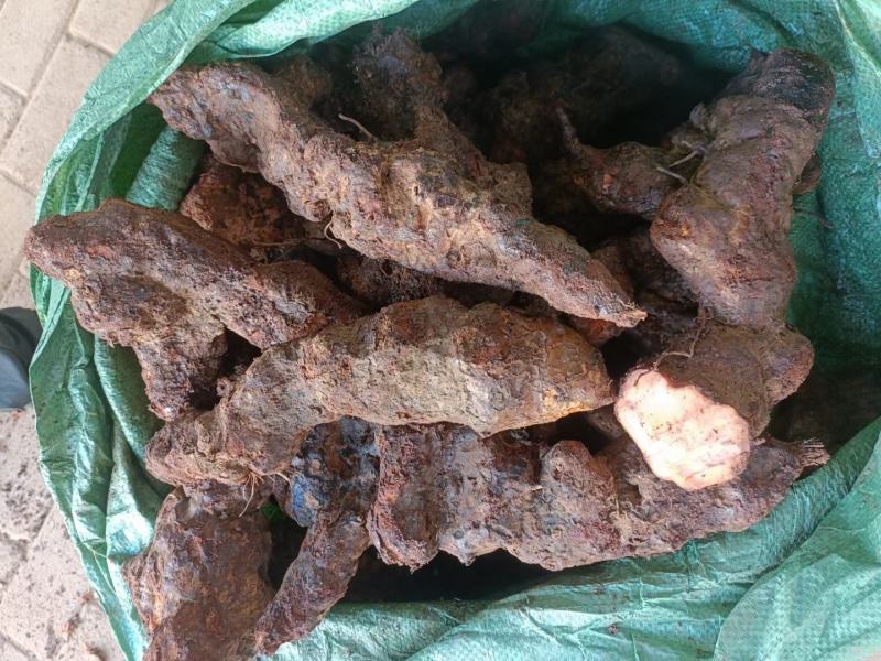 云南边境土茯苓，大条老身回甘，新货上市。