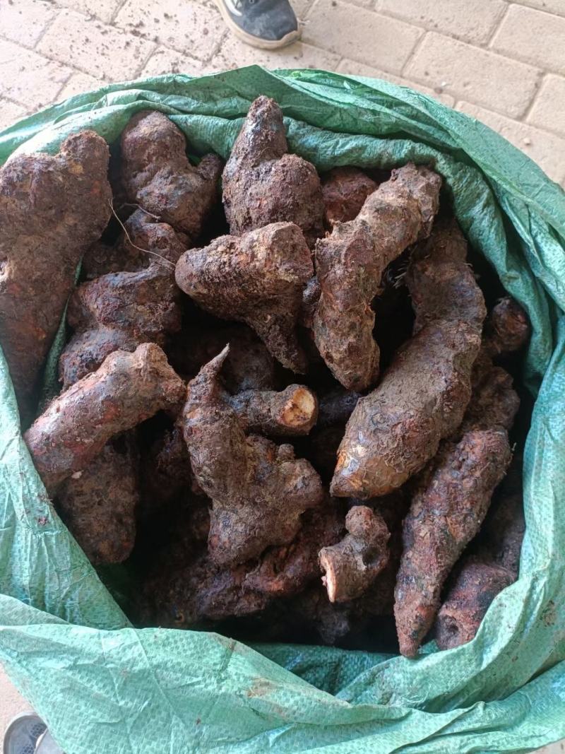 云南边境土茯苓，大条老身回甘，新货上市。