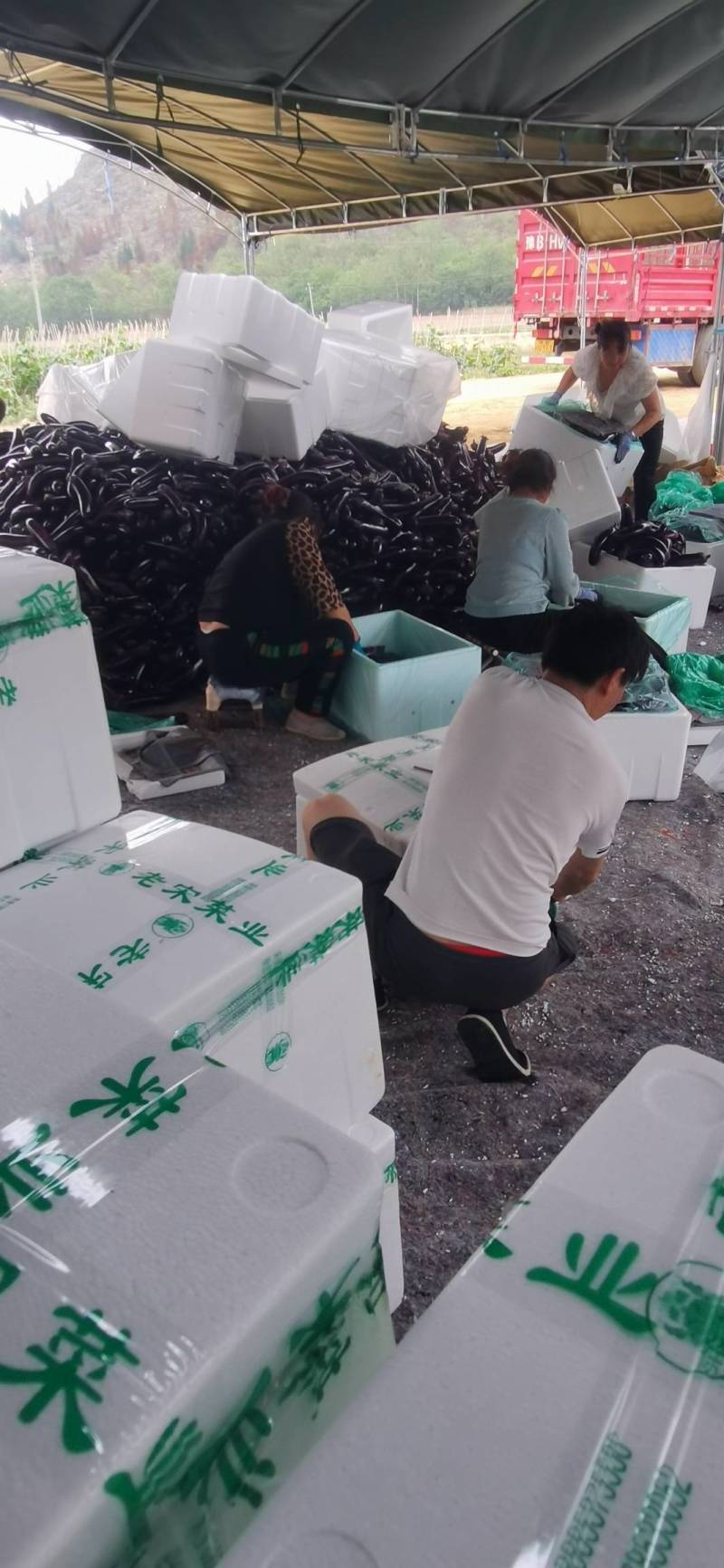 安顺产地供应烧烤茄供应市场商超供社区平台