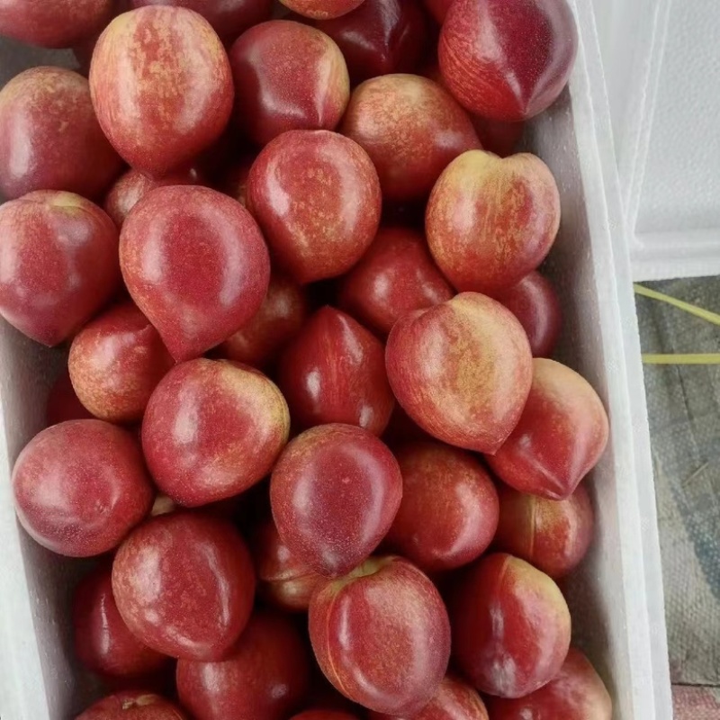 【蟠桃黄桃油桃】大量上市品种齐全全国发货支持一件代发