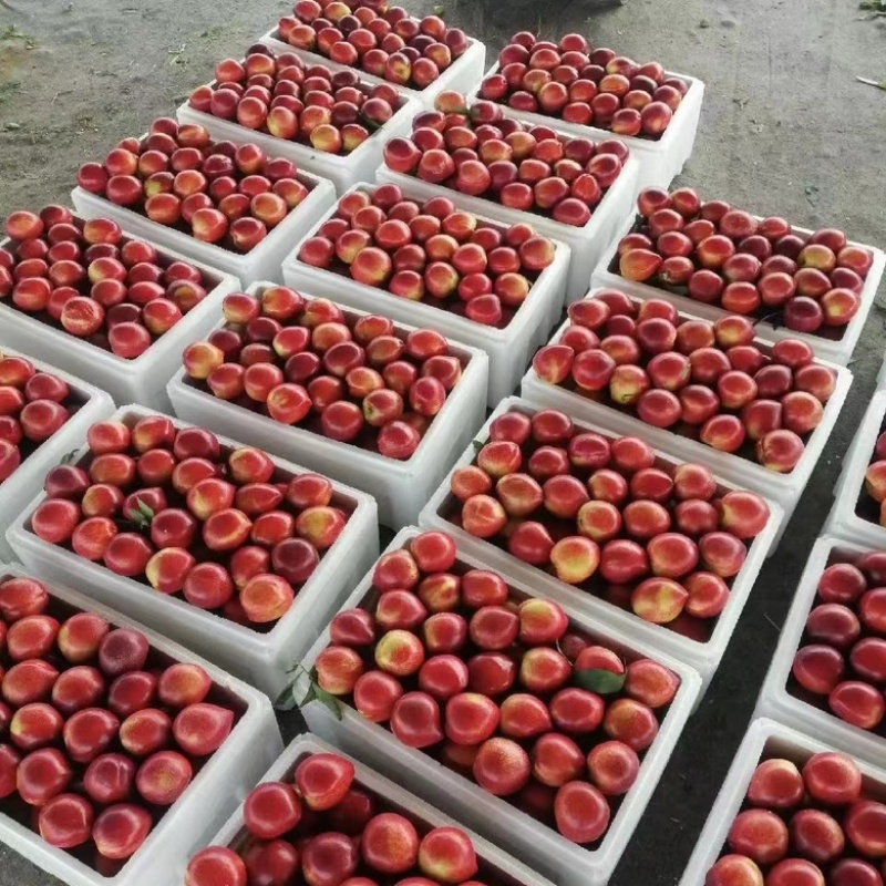 【蟠桃黄桃油桃】大量上市品种齐全全国发货支持一件代发