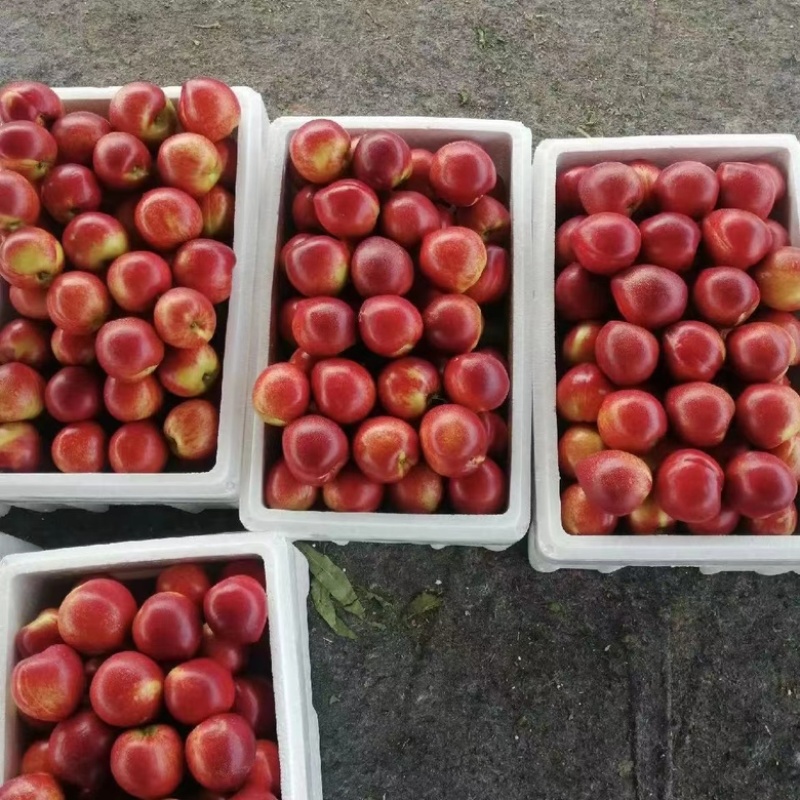 【蟠桃黄桃油桃】大量上市品种齐全全国发货支持一件代发