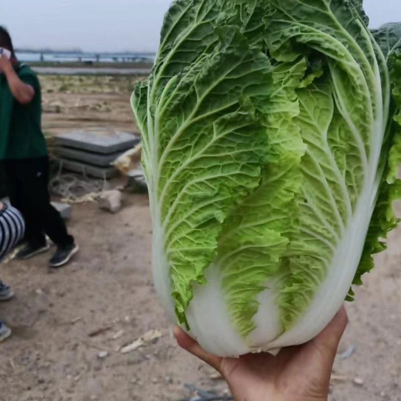 宁夏银川大白菜，娃娃菜，黄心，无虫眼，无烧心，产地直发