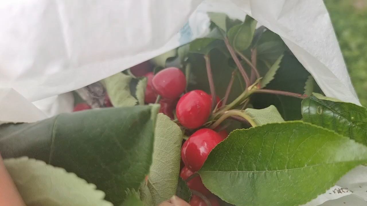 红灯樱桃采摘场景图