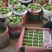 田东县台农香芒正式上市批发商电商社区团购一件代发
