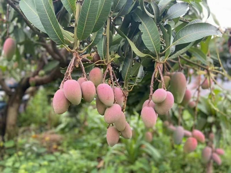 田东县台农香芒正式上市批发商电商社区团购一件代发