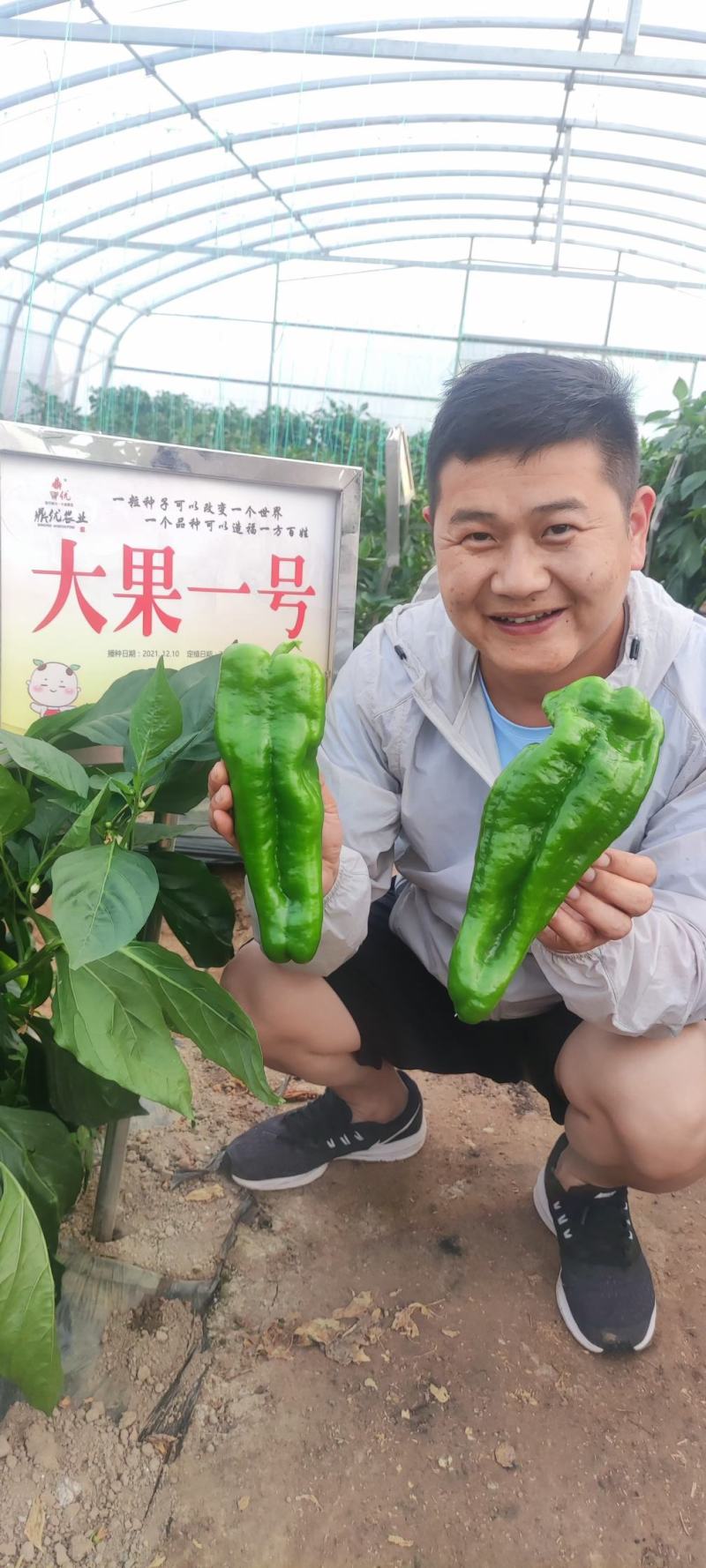 大将军辣椒种子抗病产量高大果耐低温耐湿上部果也不小