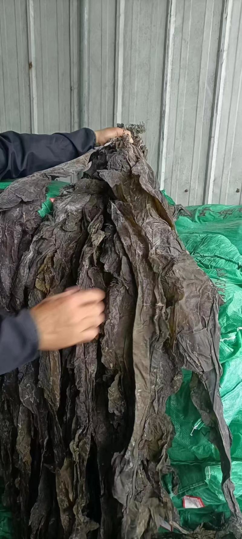 海带。宽叶海带炖着吃，凉拌都可以。江湖地摊开展销会产品