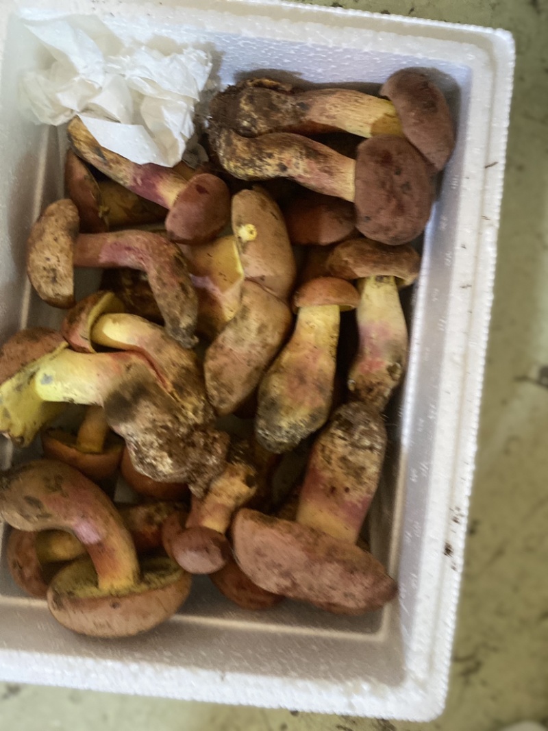 红葱菌