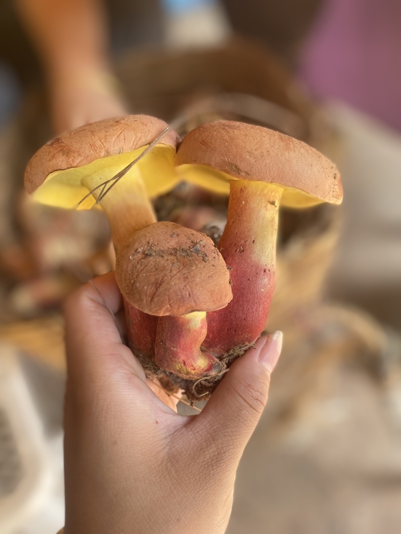 红葱菌