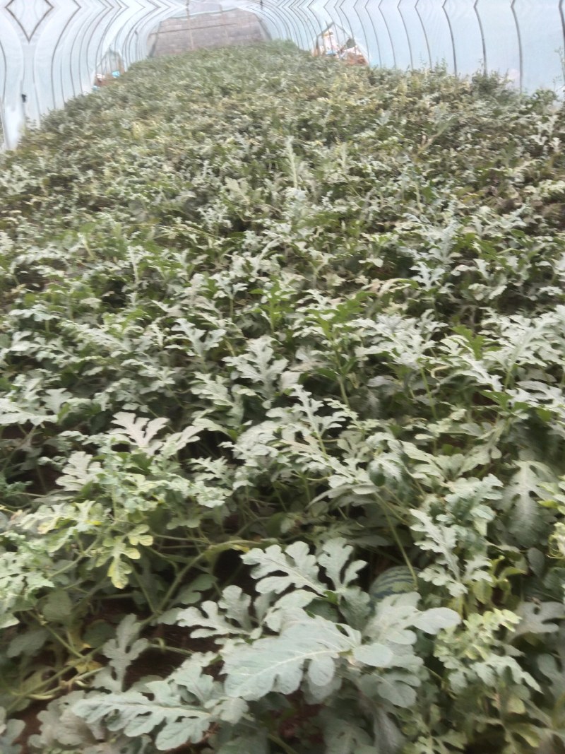 山东西瓜美都西瓜对接电商市场商超可视频看货