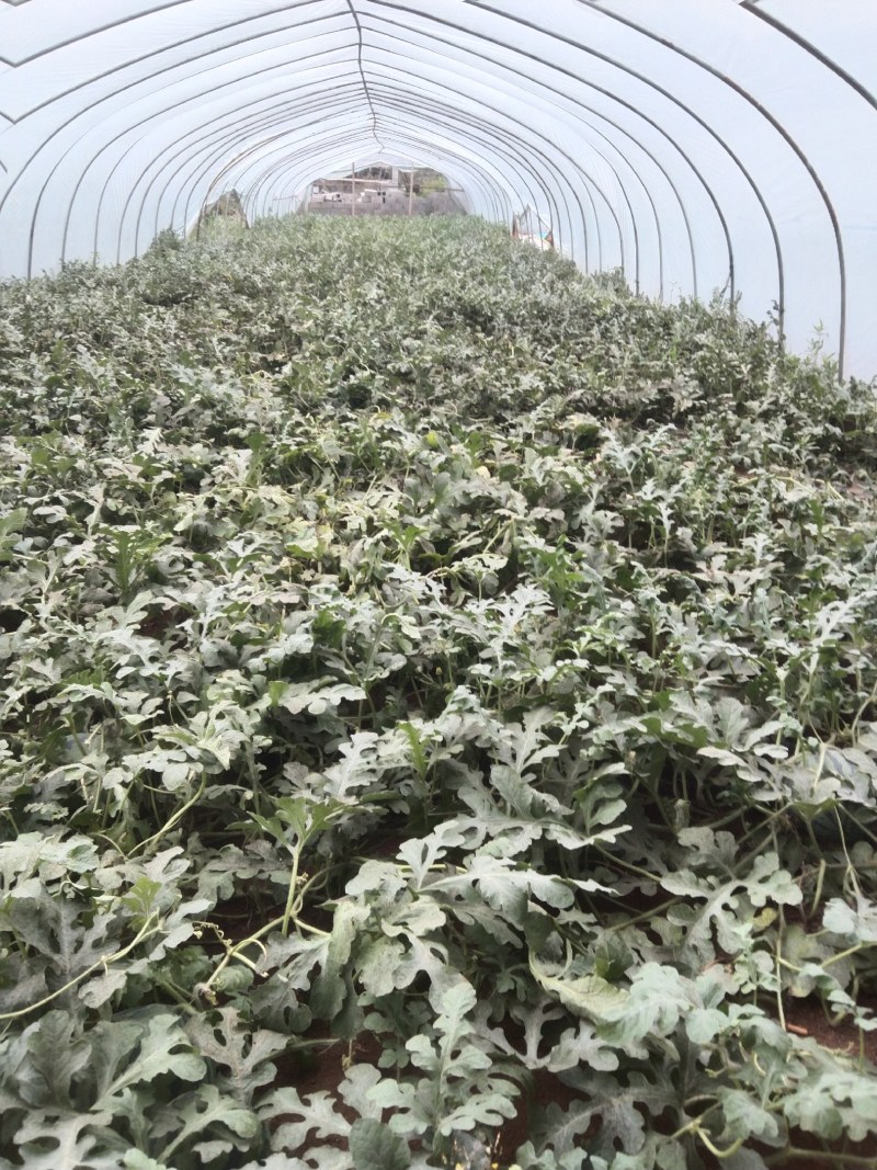 山东西瓜美都西瓜对接电商市场商超可视频看货