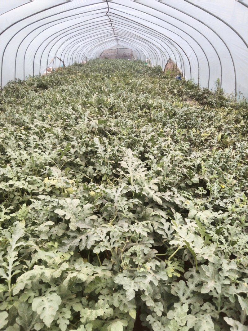 山东西瓜美都西瓜对接电商市场商超可视频看货