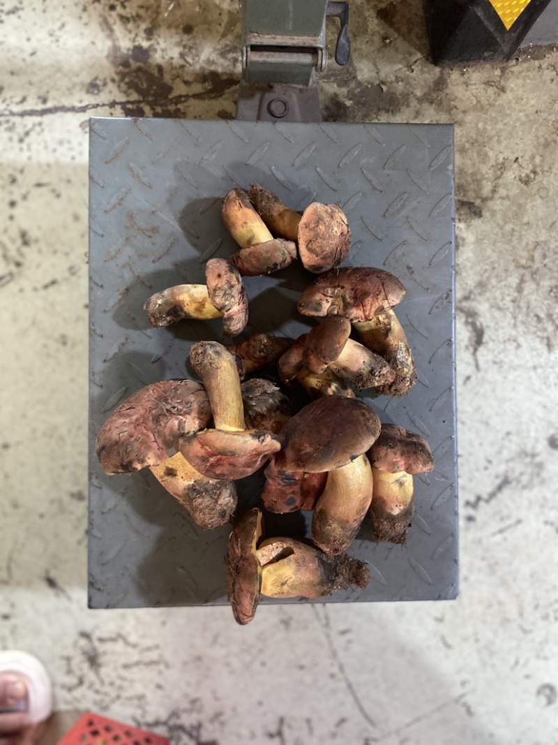 紫葱菌