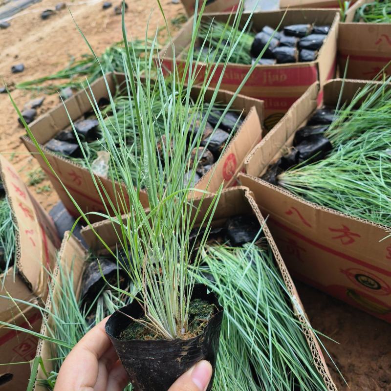 毛冠草蜜糖草杯苗观赏草基地大量现货