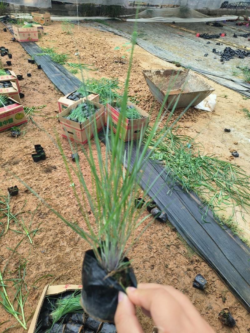 毛冠草蜜糖草杯苗观赏草基地大量现货