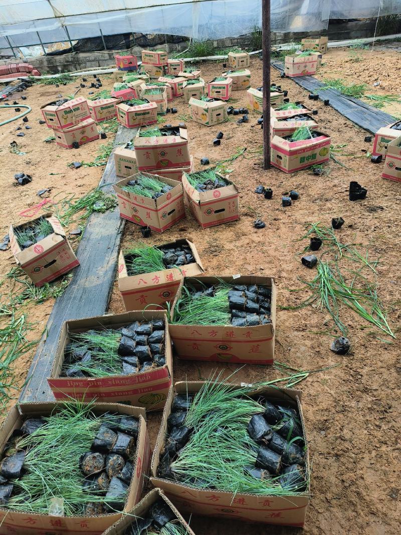 毛冠草蜜糖草杯苗观赏草基地大量现货