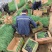 毛冠草蜜糖草杯苗观赏草基地大量现货