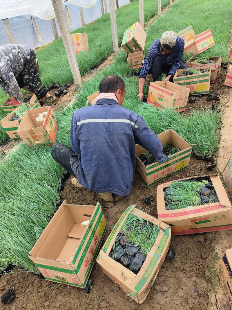 毛冠草蜜糖草杯苗观赏草基地大量现货