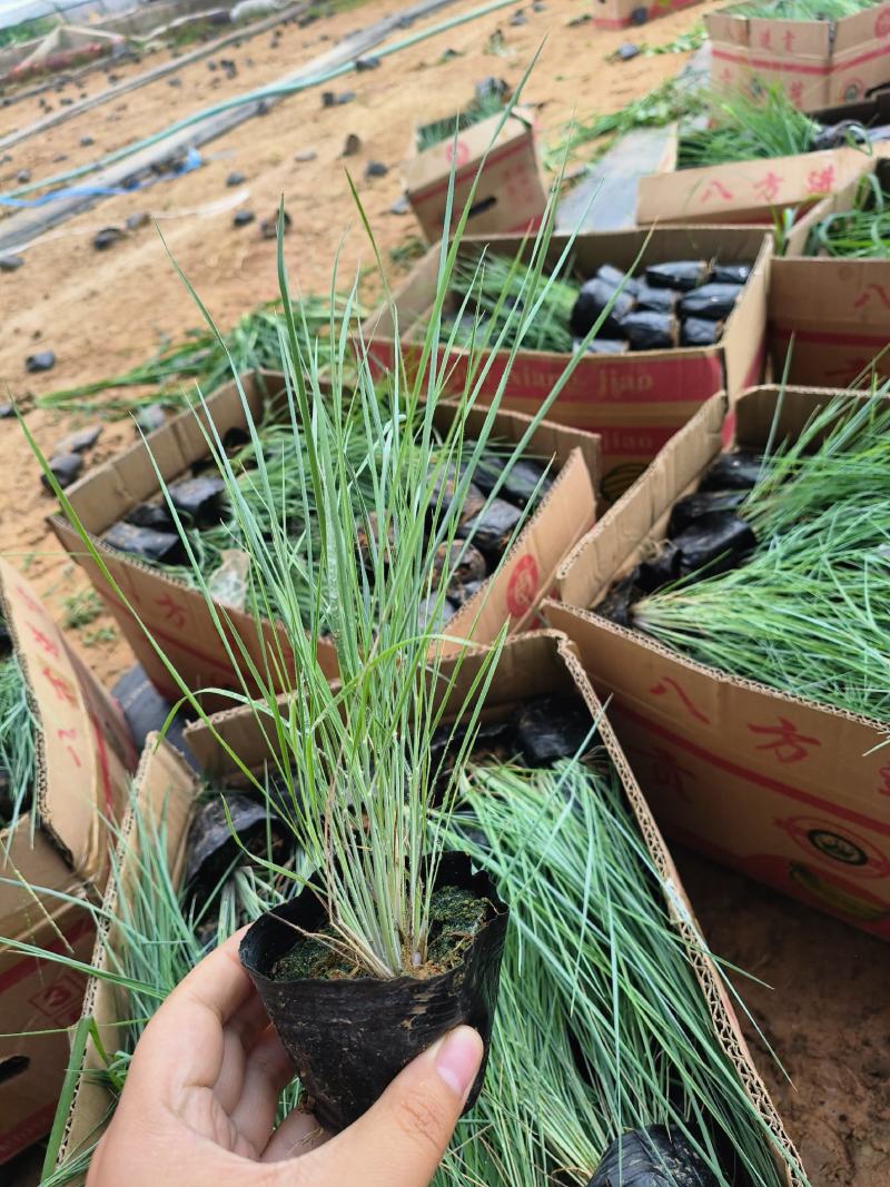 毛冠草蜜糖草杯苗观赏草基地大量现货