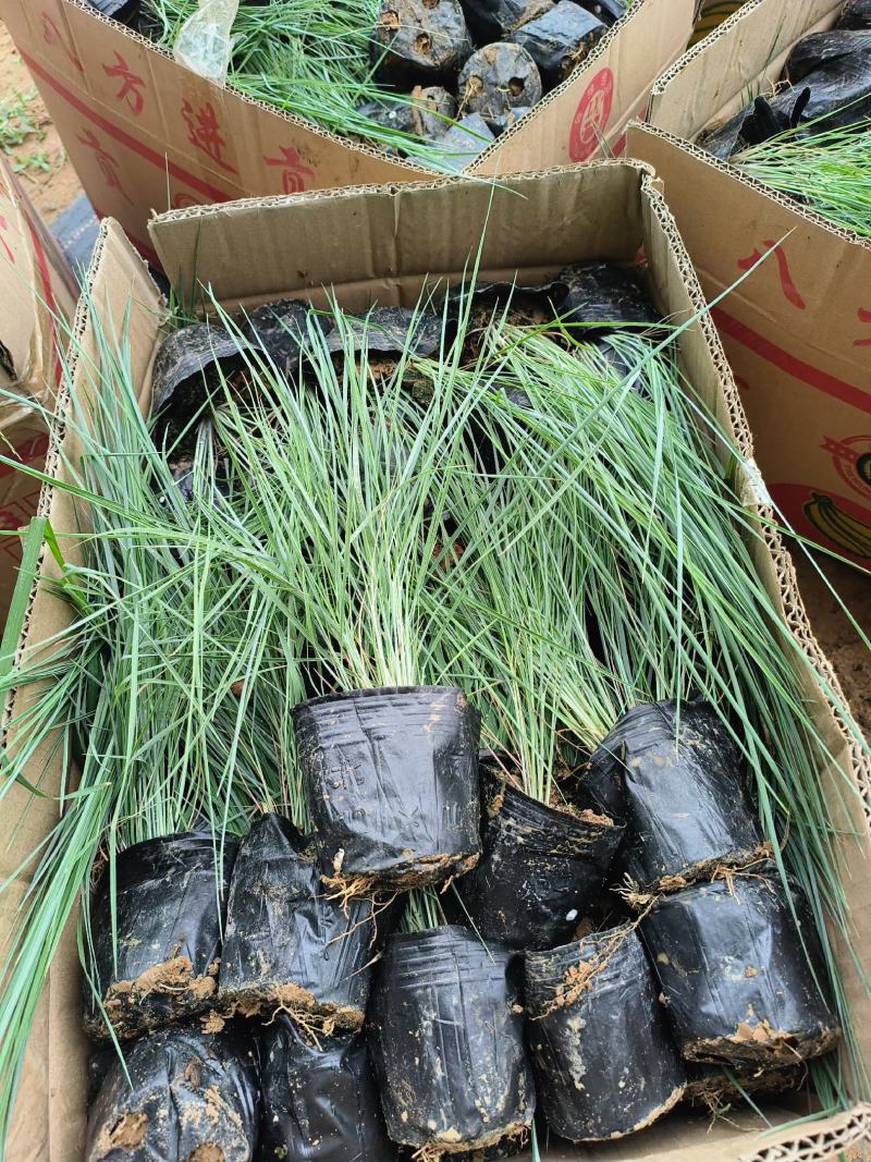 毛冠草蜜糖草杯苗观赏草基地大量现货