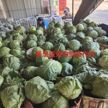 甘蓝
