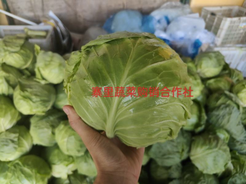 甘蓝