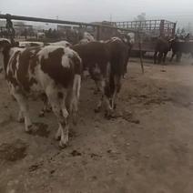 公牛犊，现在养牛最佳时机西门达尔，夏洛莱杂交都有。
