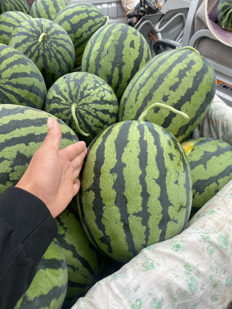 河南商丘西瓜甜王西瓜货源充足产地直发视频看货