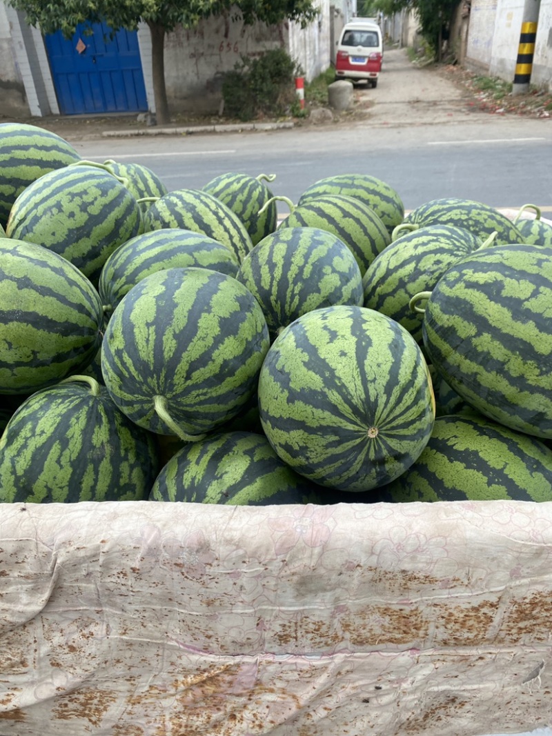 河南商丘西瓜甜王西瓜货源充足产地直发视频看货