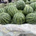 河南商丘西瓜甜王西瓜货源充足产地直发视频看货
