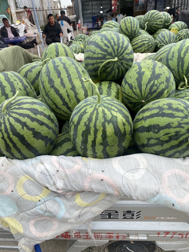 河南商丘西瓜甜王西瓜货源充足产地直发视频看货