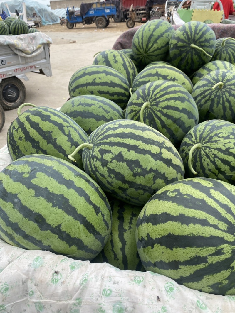 河南商丘西瓜甜王西瓜货源充足产地直发视频看货