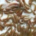 七星鱼苗山斑鱼苗花星鱼苗月鳢鱼苗黑鱼苗生鱼苗