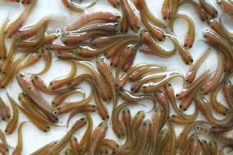七星鱼苗山斑鱼苗花星鱼苗月鳢鱼苗黑鱼苗生鱼苗