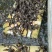 鳄鱼苗泰鳄苗