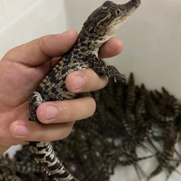 鳄鱼苗泰鳄苗
