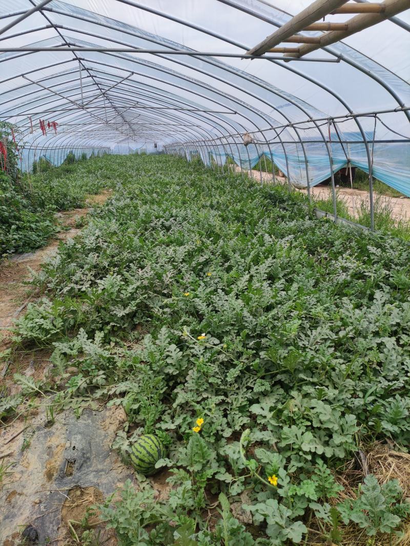 河南周口无籽美都西瓜，大量上市了，欢迎各位老板致电联系