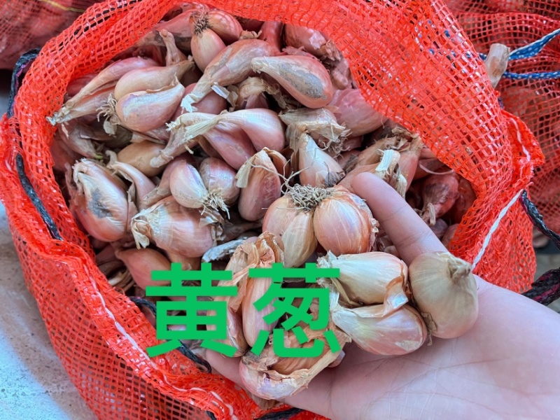 四川葱头葱黄葱红葱头/白葱/规格齐全/量大从优/可视频看货