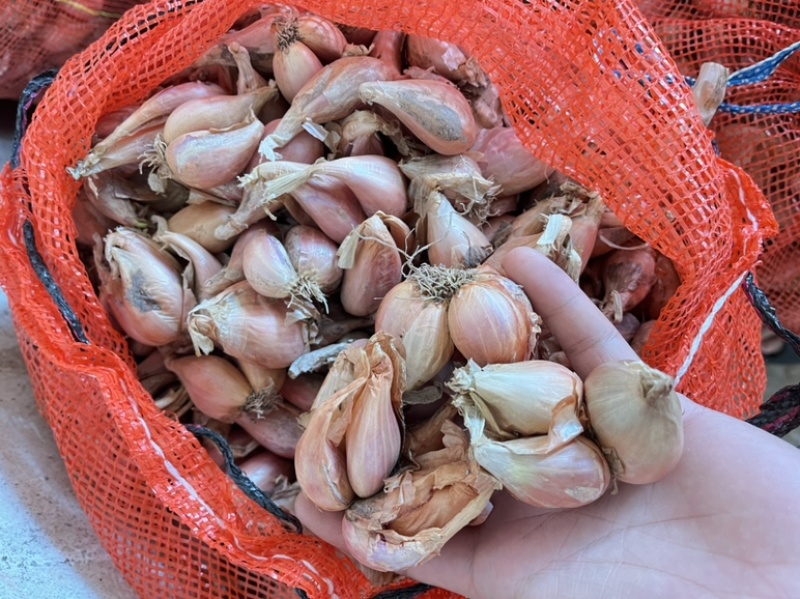 四川葱头葱黄葱红葱头/白葱/规格齐全/量大从优/可视频看货
